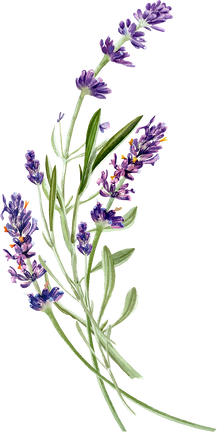 Lavender Flowers Illustration 